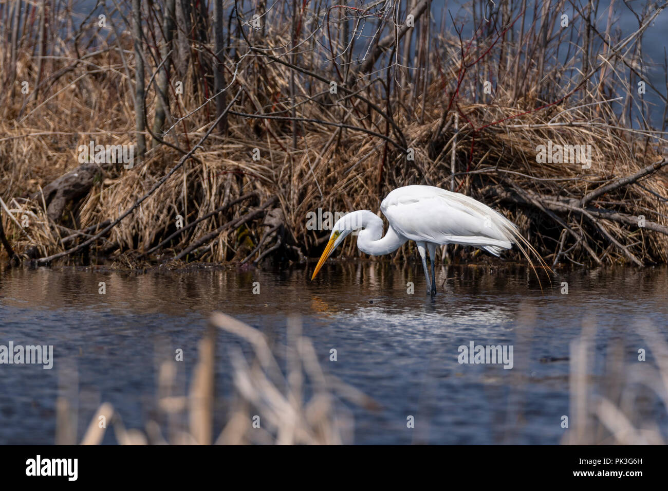 Great Egret (Ardea alba) in breeding plumage wading, hunting for fish in the water. Stock Photo