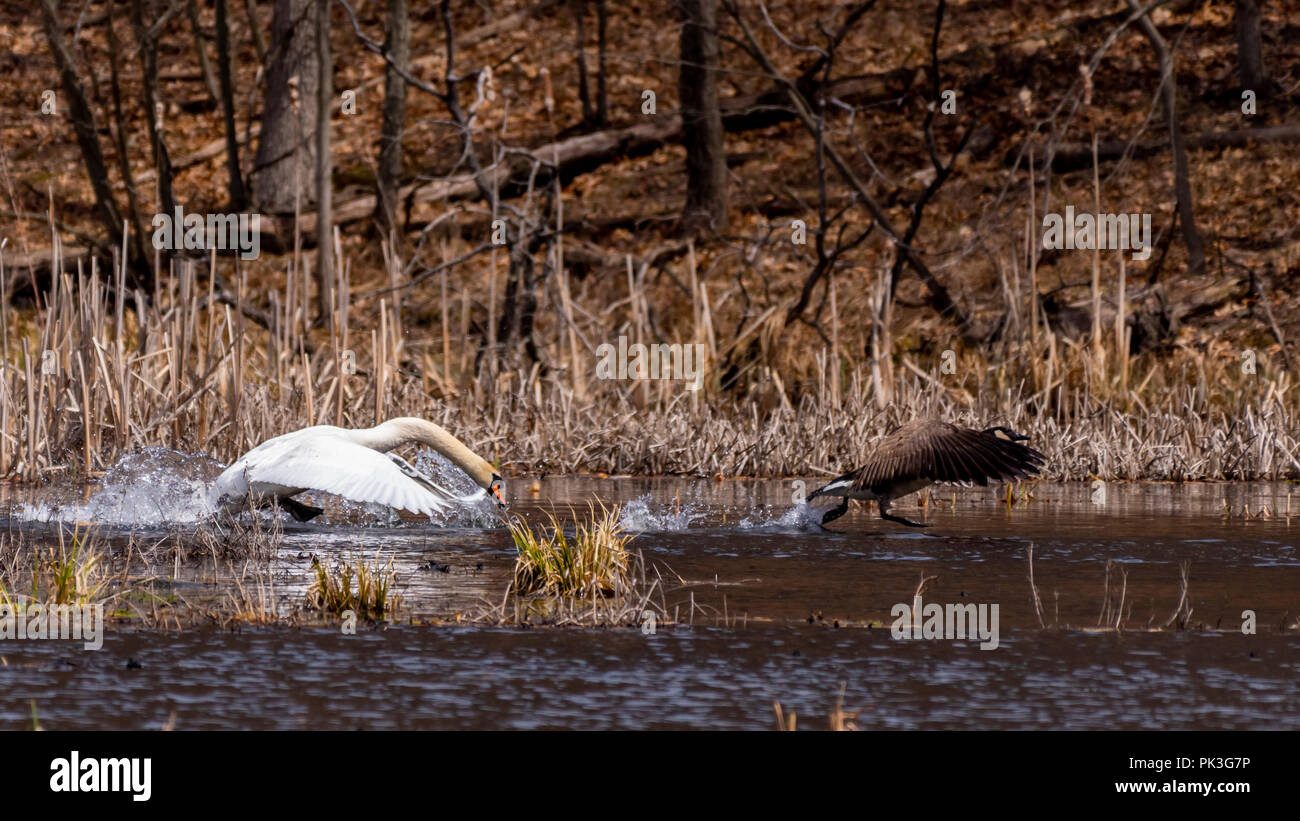 Invasive species mute swan displacing native species hires stock