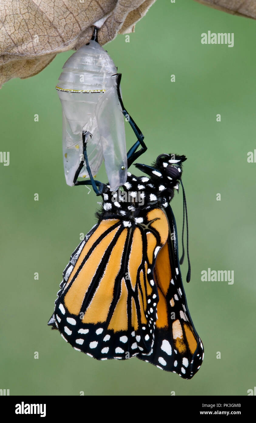 Monarch Butterfly (Danaus plexippus) freshly emerged from chrysalis, E USA, by Skip Moody/Dembinsky Photo Assoc Stock Photo