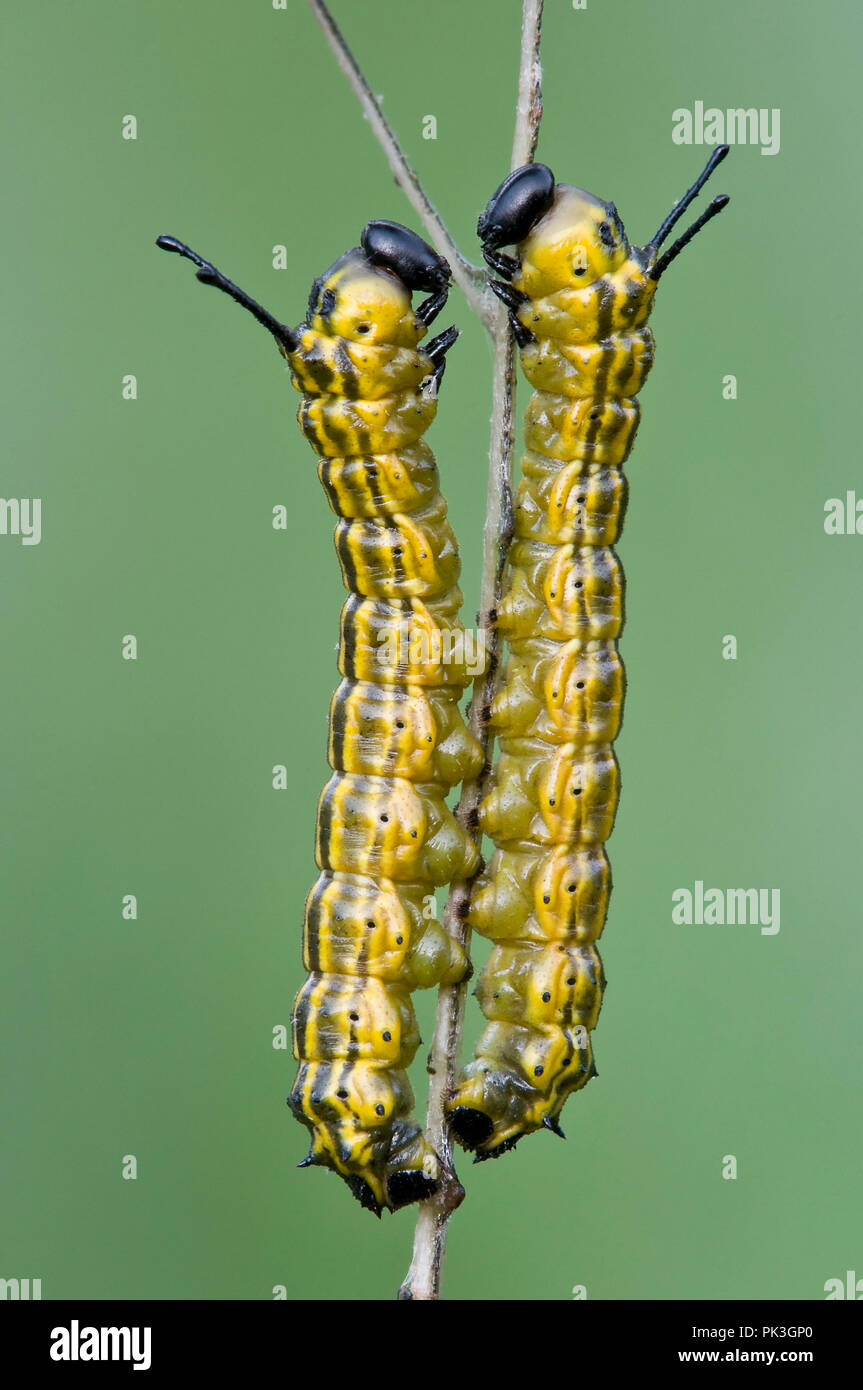 OrangeStriped Oakworms (Anisota senatoria), on eaten oak leaf (Quercus