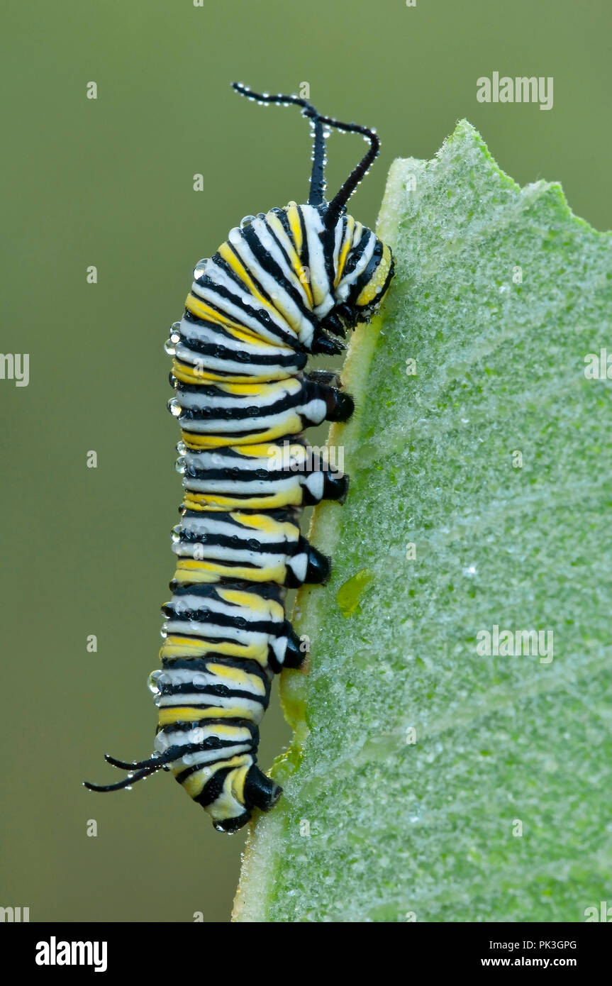 Monarch Butterfly Larva (Danaus plexippus) resting on Common Milkweed leaf (Asclepias syriaca