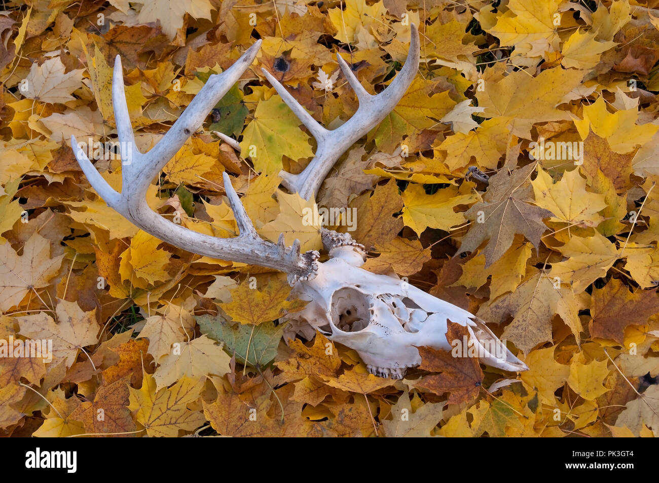 White-tailed Deer skull (Odocoileus virginianus) on forest floor, Autumn, E North America, by Skip Moody/Dembinsky Photo Assoc Stock Photo