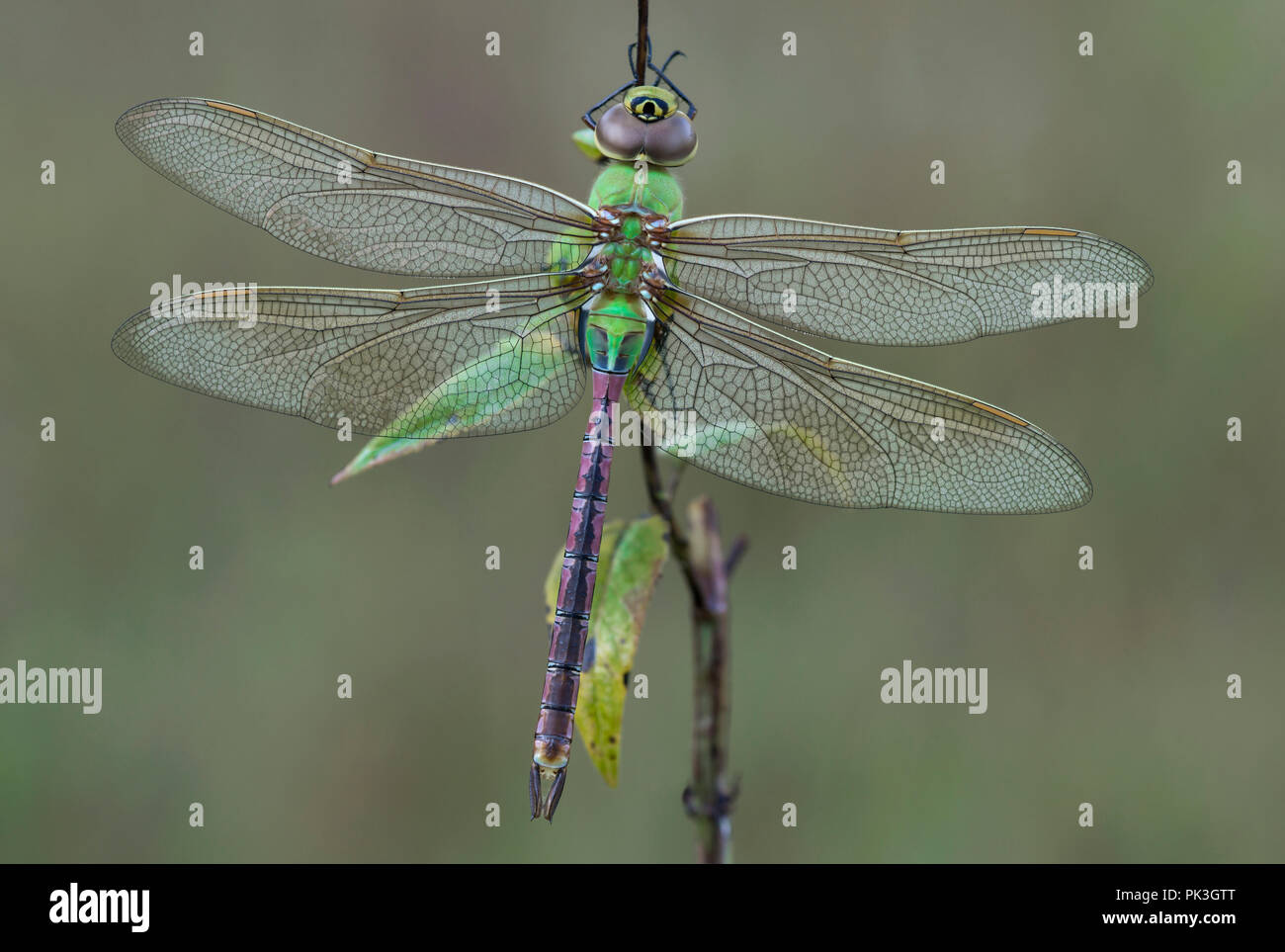 Green Darner Dragonfly (Anax junius), resting on vegetation, E USA, by Skip Moody/Dembinsky Photo Assoc Stock Photo