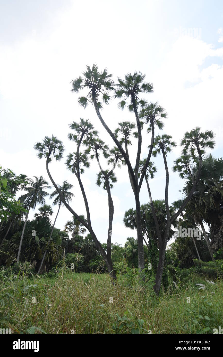 Doum palm hyphaene thebaica hi-res stock photography and images - Alamy