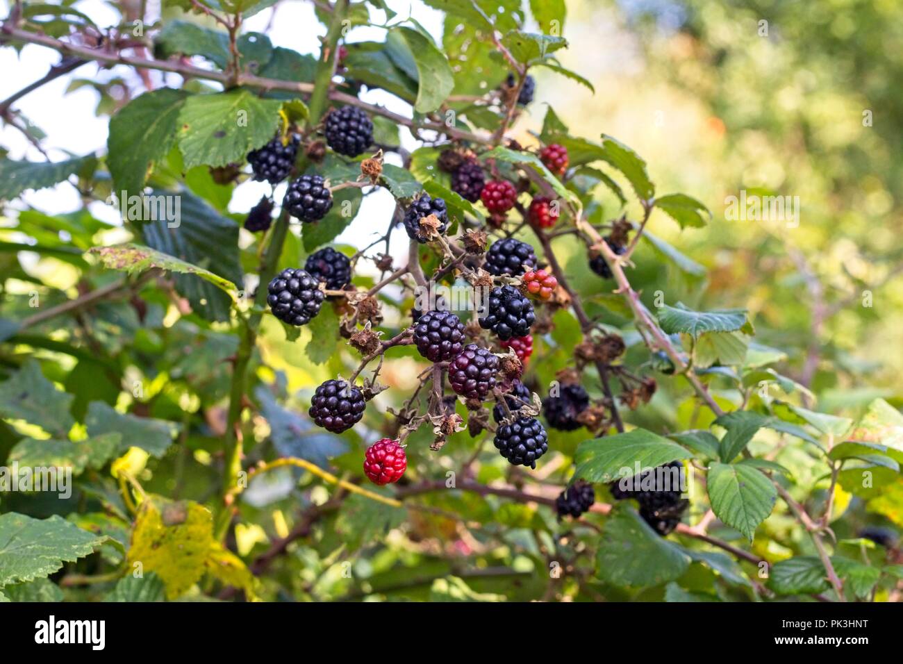 Bramble bush hires stock photography and images Alamy