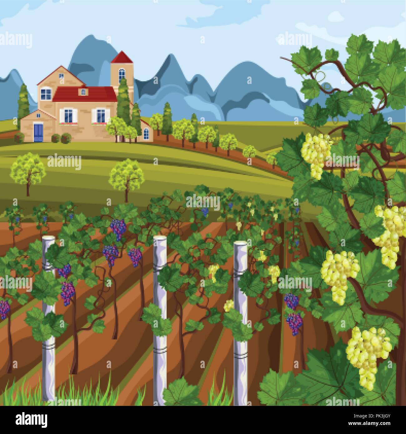 Vineyard growing harvest Vector. Beautiful summer fields and mountains view Stock Vector