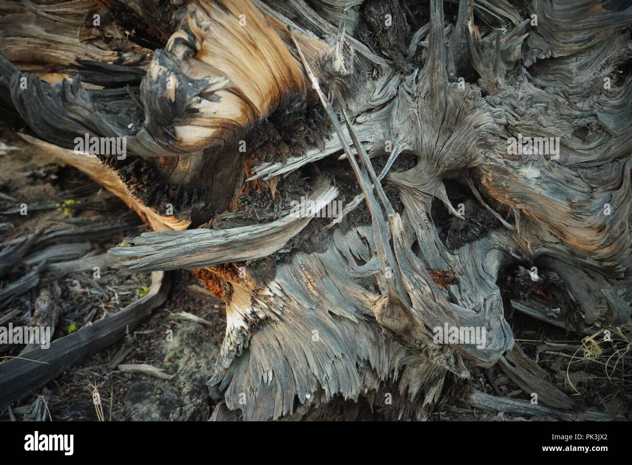 Juniper tree roots Stock Photo Alamy