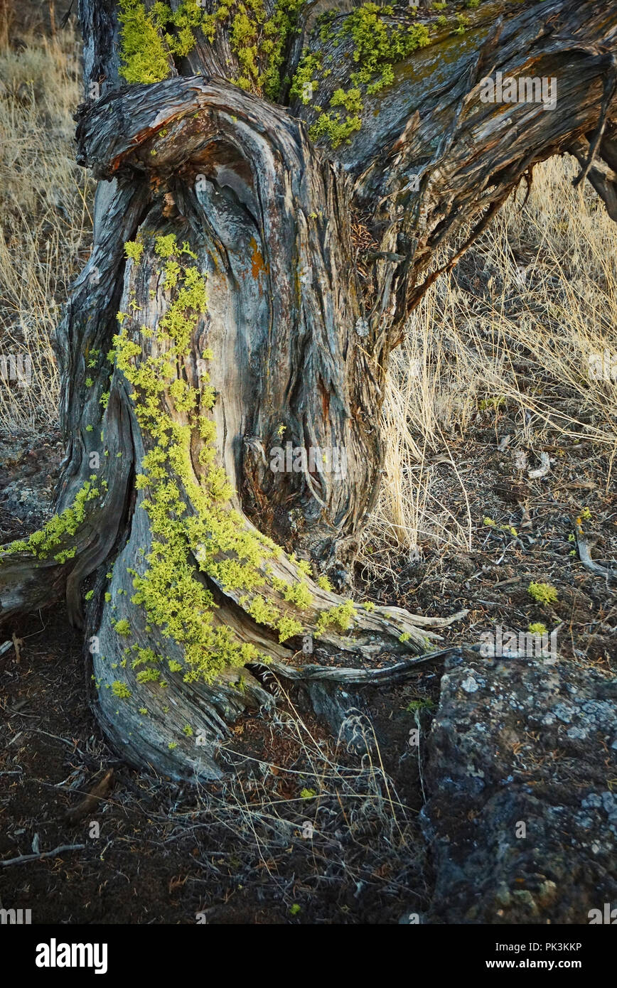 Juniper tree roots Stock Photo Alamy