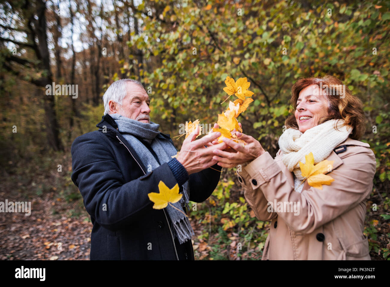 Senior couple on a walk in a forest in an autumn nature, throwing ...