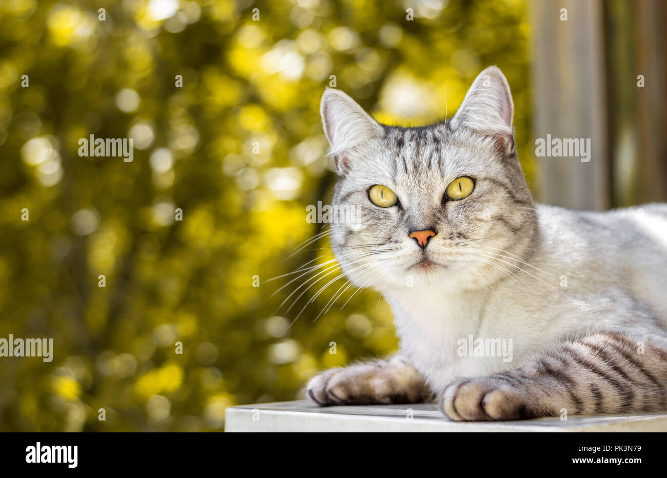 Gray striped cat lying on yellow autumn bokeh blurred background Stock Photo