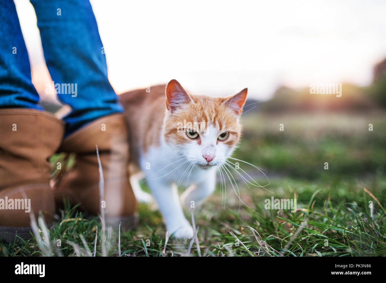 A cat rubbing against female legs outdoors in nature. Stock Photo