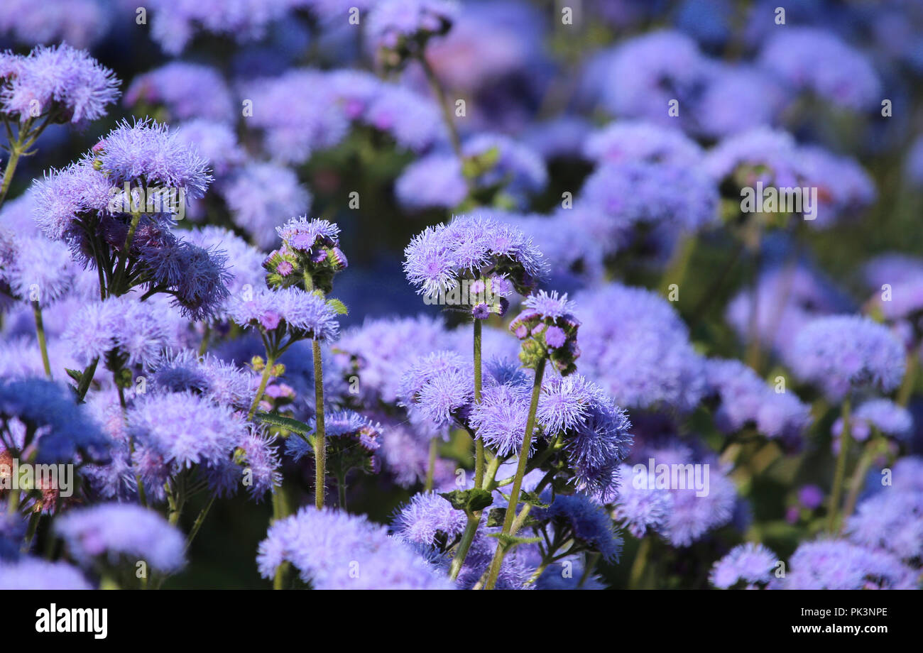 The beautiful pale blue/ lavender flowers of Ageratum houstonianum also known as Floss flower, blue mink or mexican paintbrush. Stock Photo