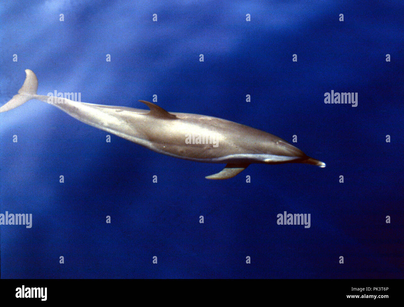 Dolphin butterfly hires stock photography and images Alamy