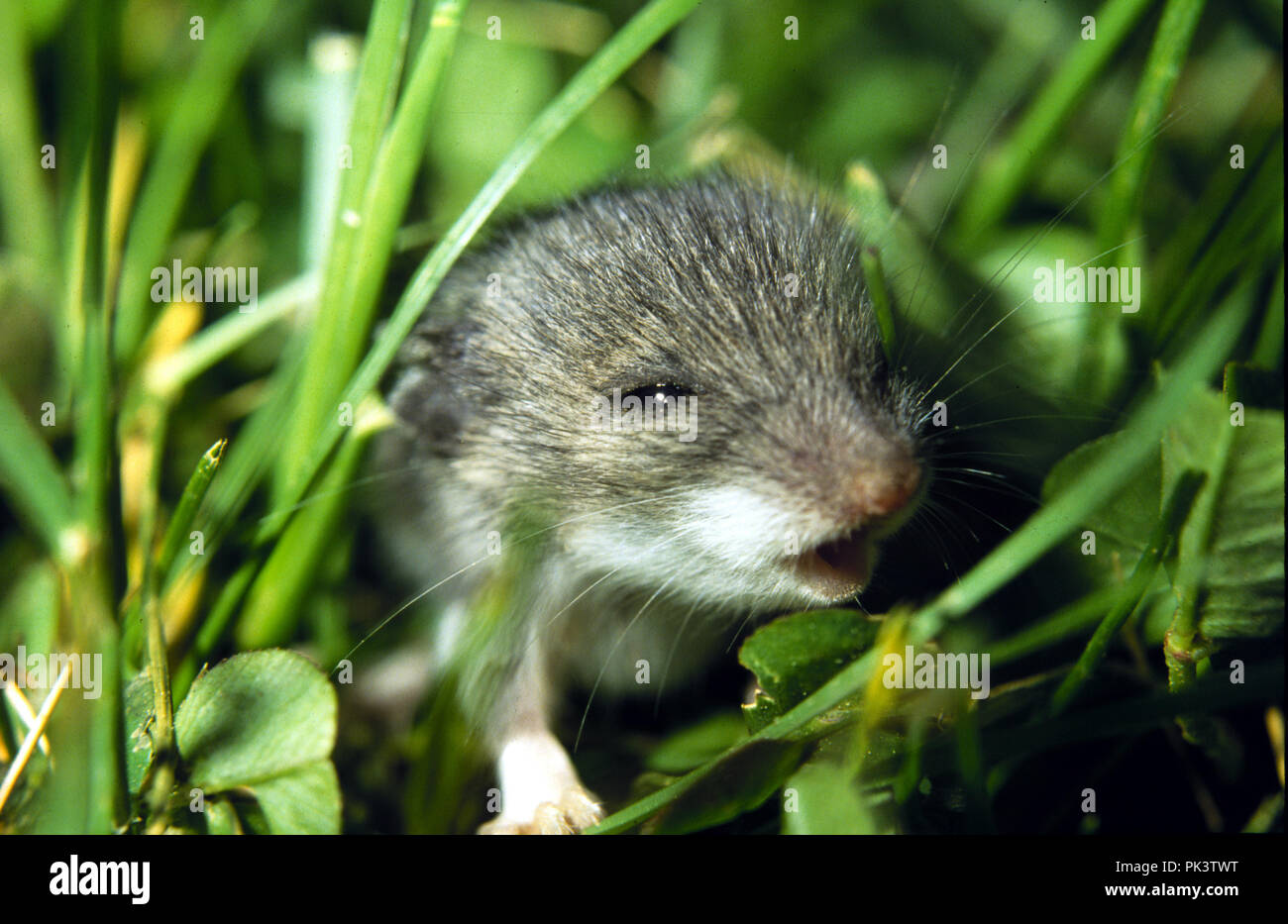 Mammals8/120701 -- House Mouse. Stock Photo