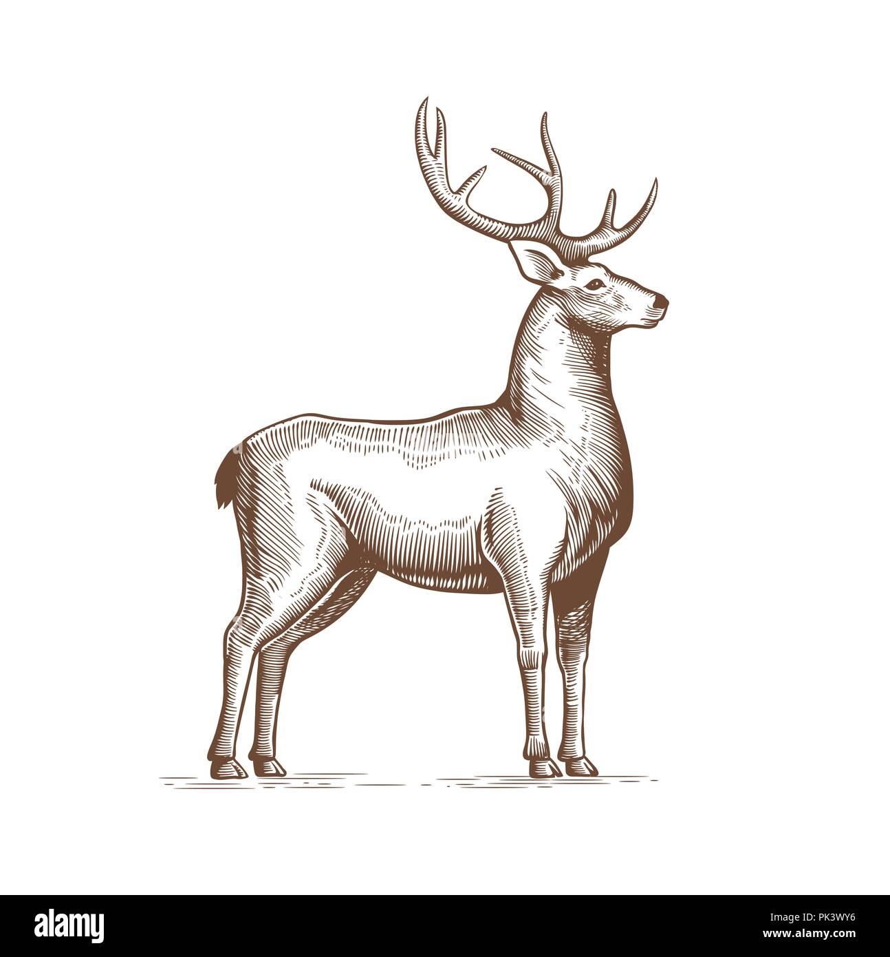 Reindeer Drawing - Etsy