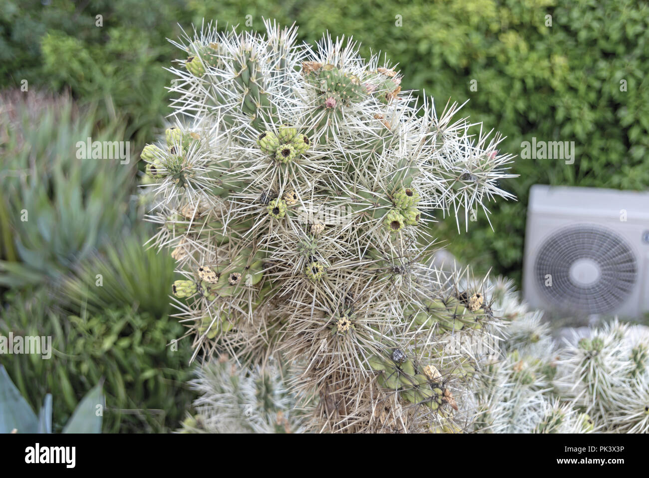 Francia Nizza Eze Città medievale giardino botanico succulente 20 Stock Photo