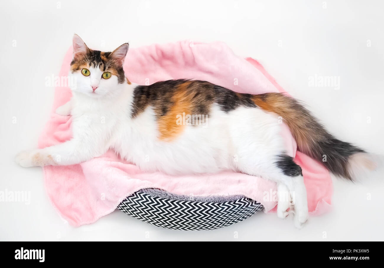 Cat Pregnancy. Pregnant calico cat with big belly laying on the pink