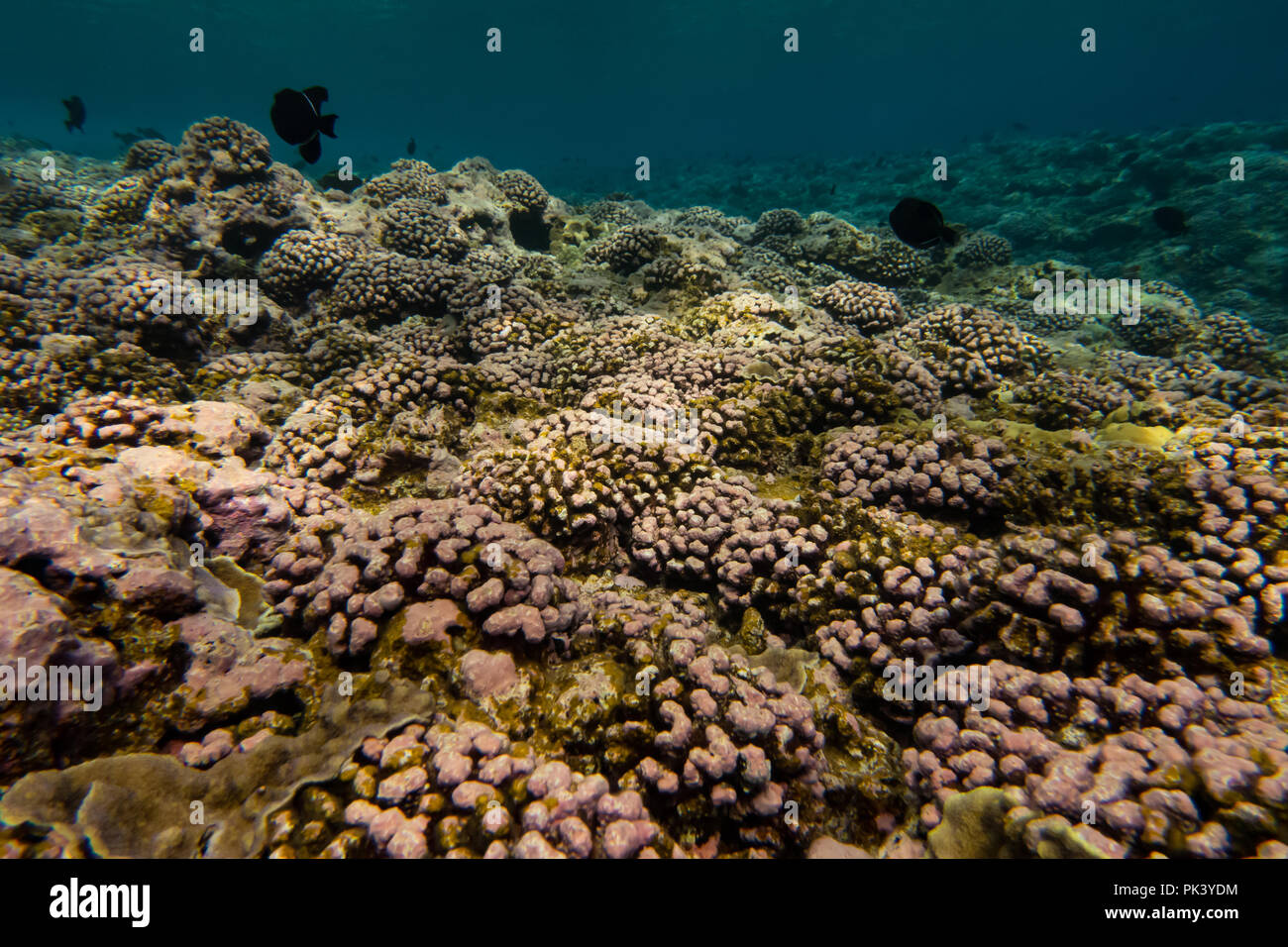 Snorkeling at Flint Island in the southern line islands of Kiribati