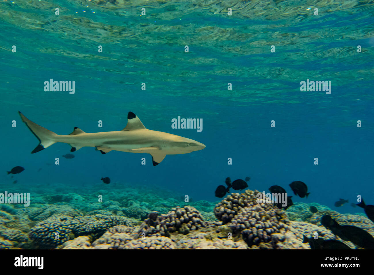 A black-tip reef shark in the crystal clear waters of the SCUBA diving paradise of Flint Island, southern line islands, Kiribati Stock Photo