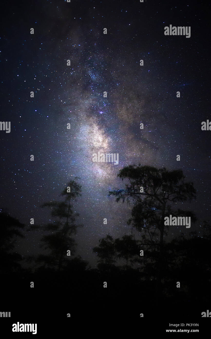 Big Cypress Milky Way Stock Photo