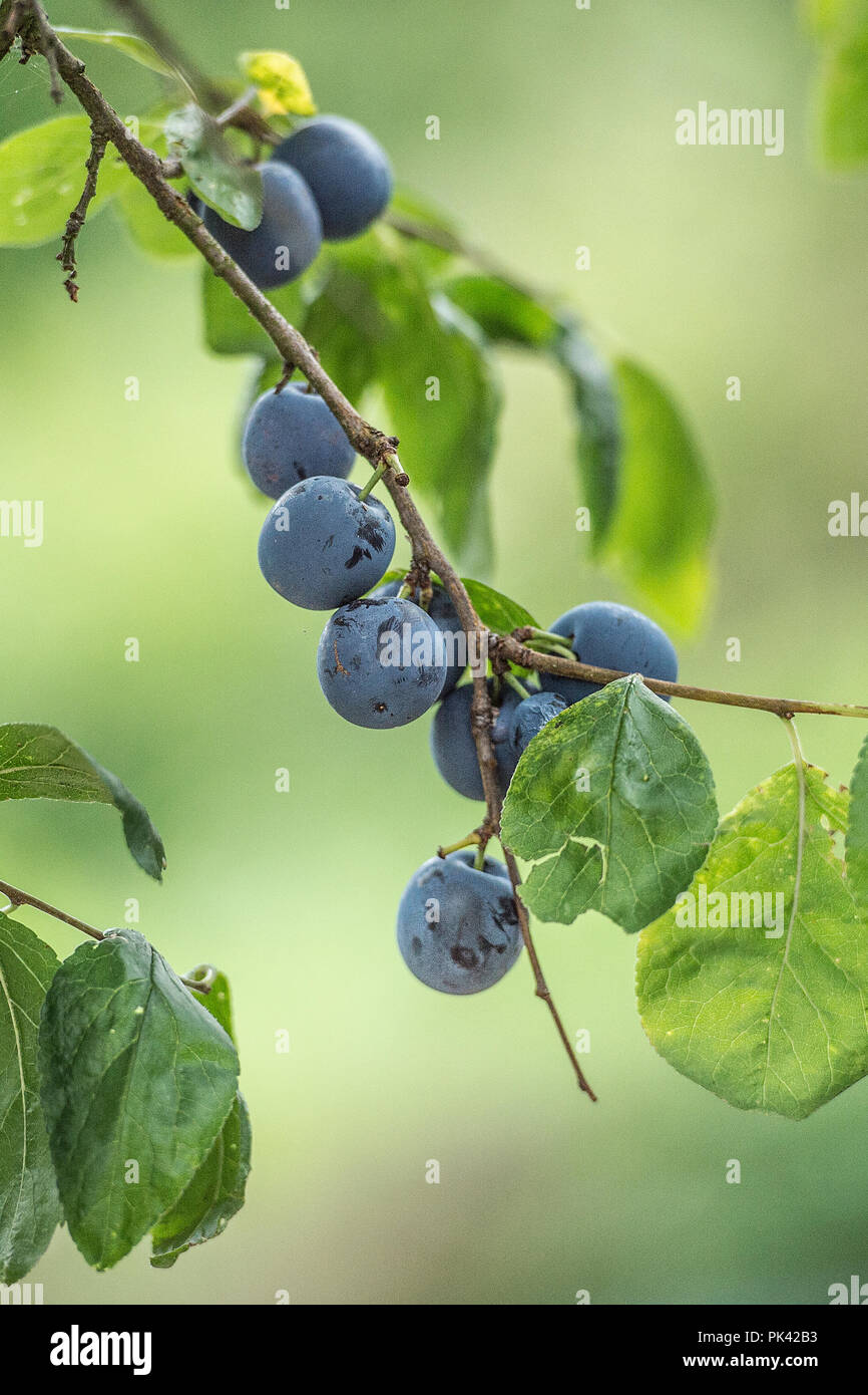 damsons Stock Photo