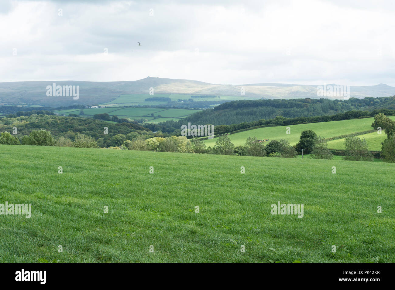 scene in Devon with Dartmoor in distance Stock Photo