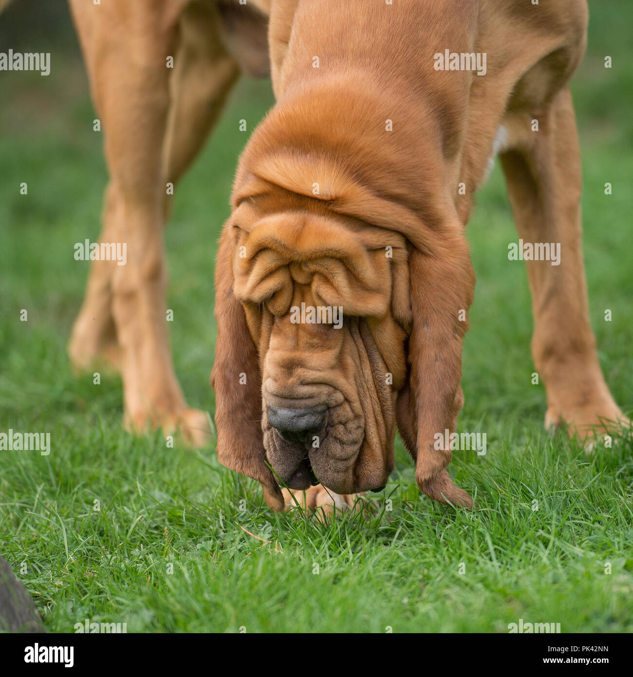Bloodhound Sniffing High Resolution Stock Photography and Images Alamy