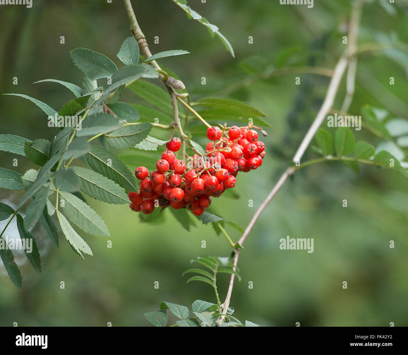 rowan berries Stock Photo