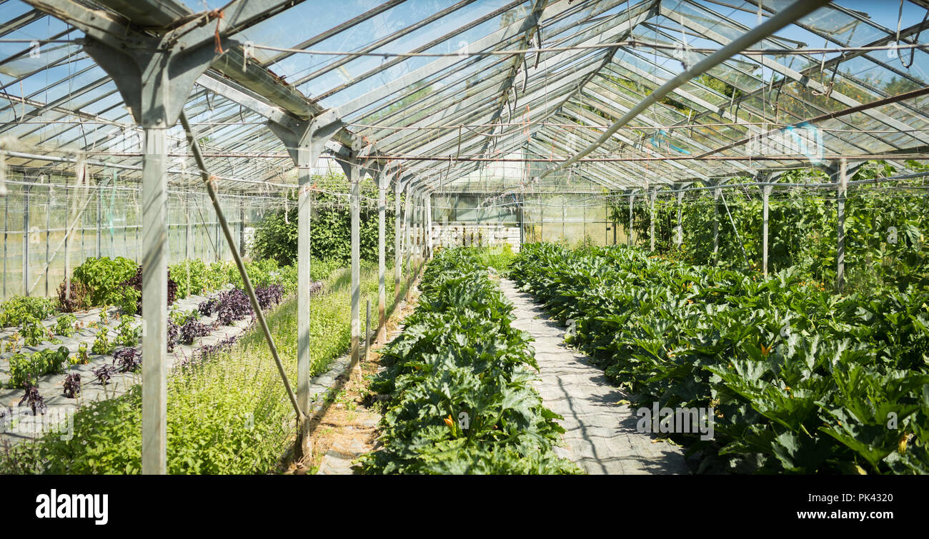 Interior view of greenhouse Stock Photo