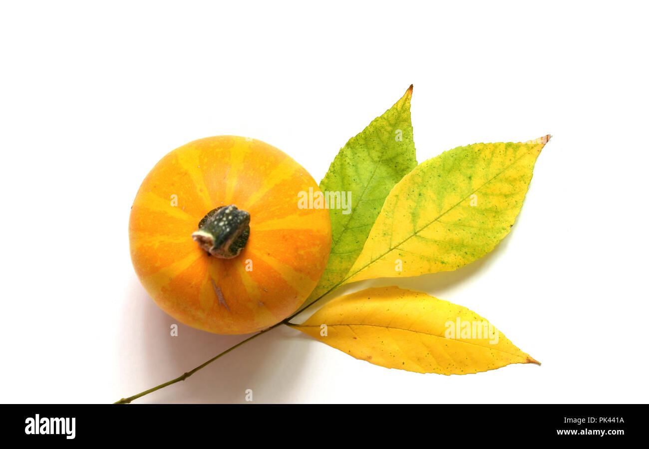 Fall leaves with pumpkin on white background Stock Photo - Alamy
