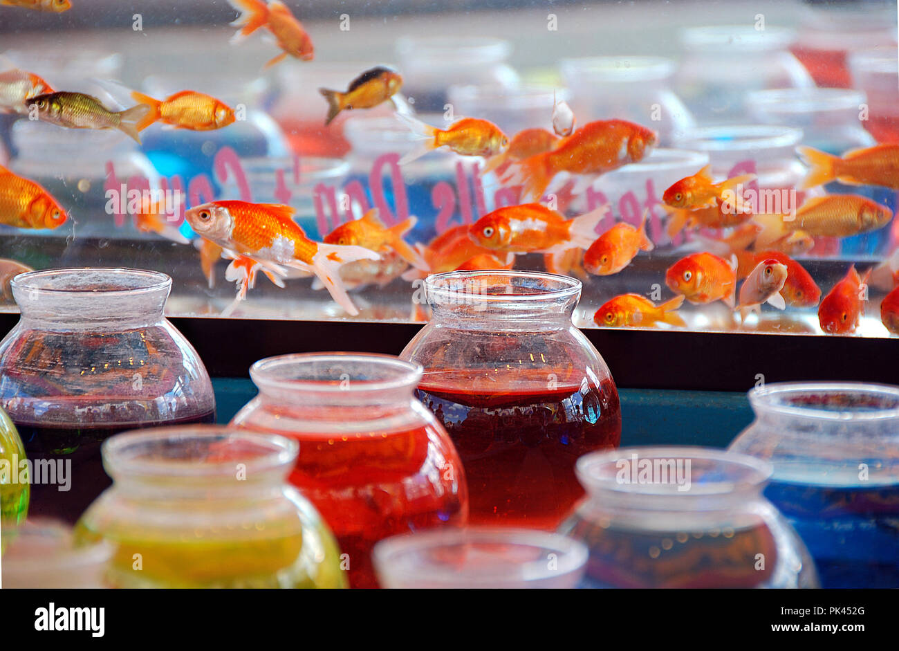 colorful water in glass fishbowls with goldfish prize for carnival game Stock Photo Alamy
