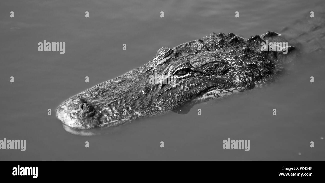 An adult alligator surfaces long enough to catch some sun and a few breaths in Florida USA Stock Photo