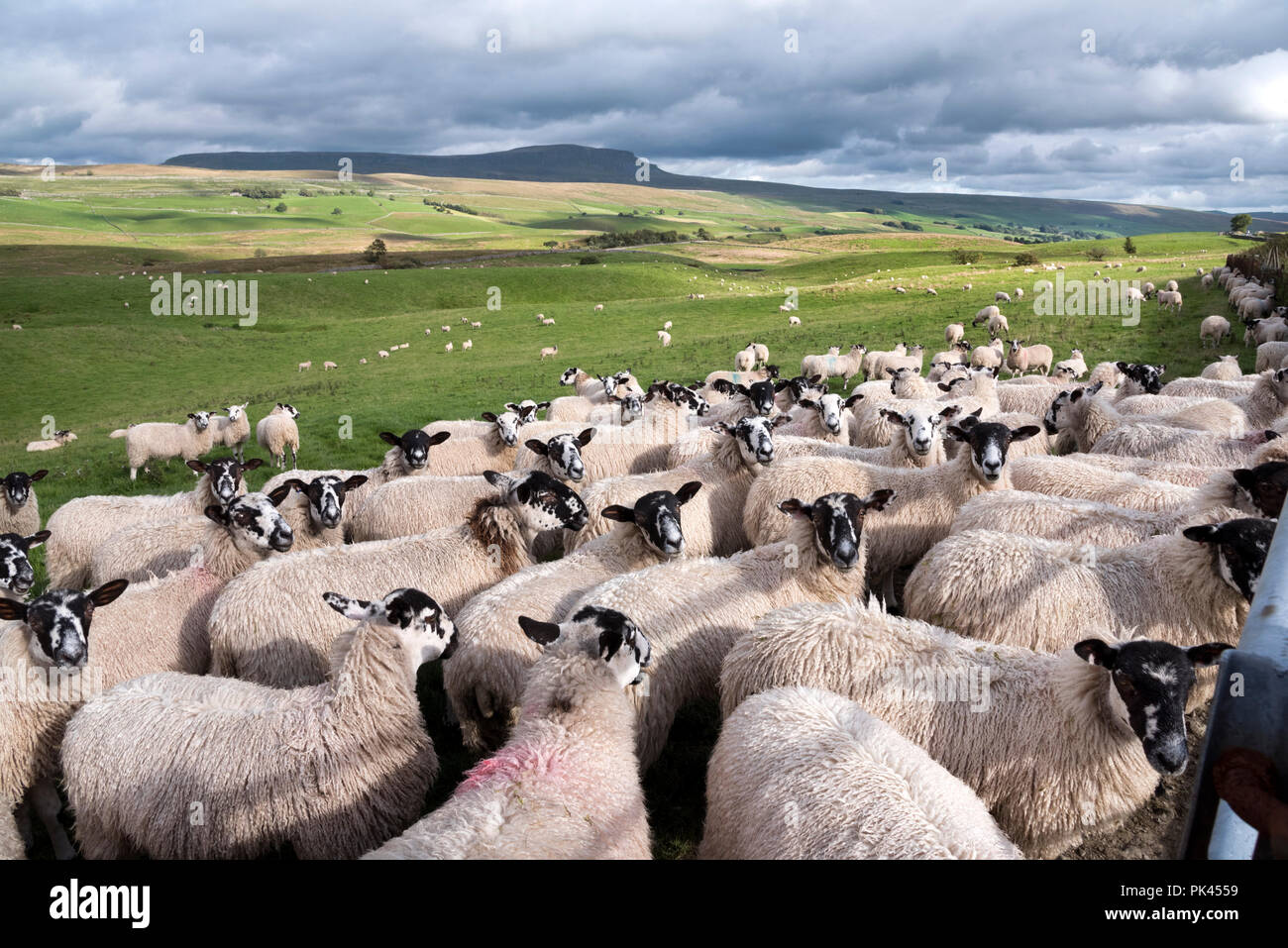 Sheep grazing at Selside, Ribblesdale, Yorkshire Dales National Park. Pen-y-Ghent peak is on the horizon. Stock Photo