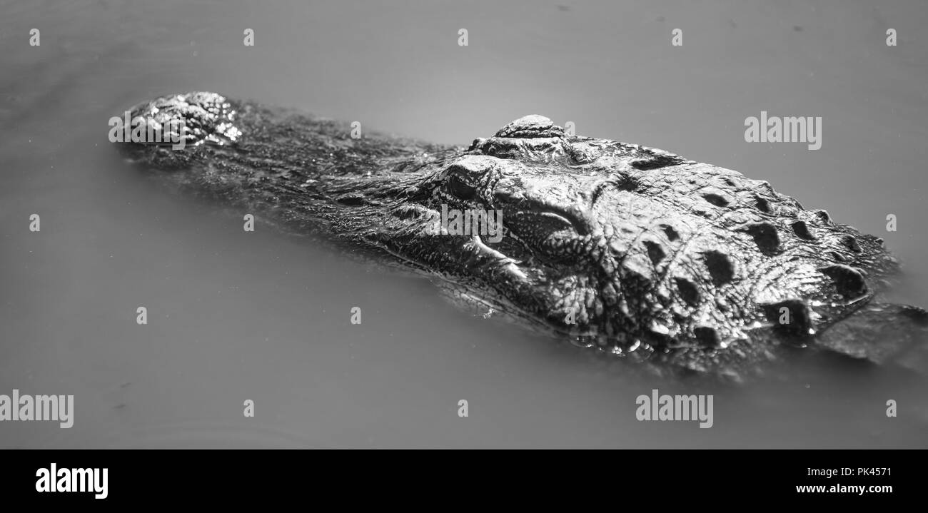 An adult alligator surfaces long enough to catch some sun and a few breaths in Florida USA Stock Photo