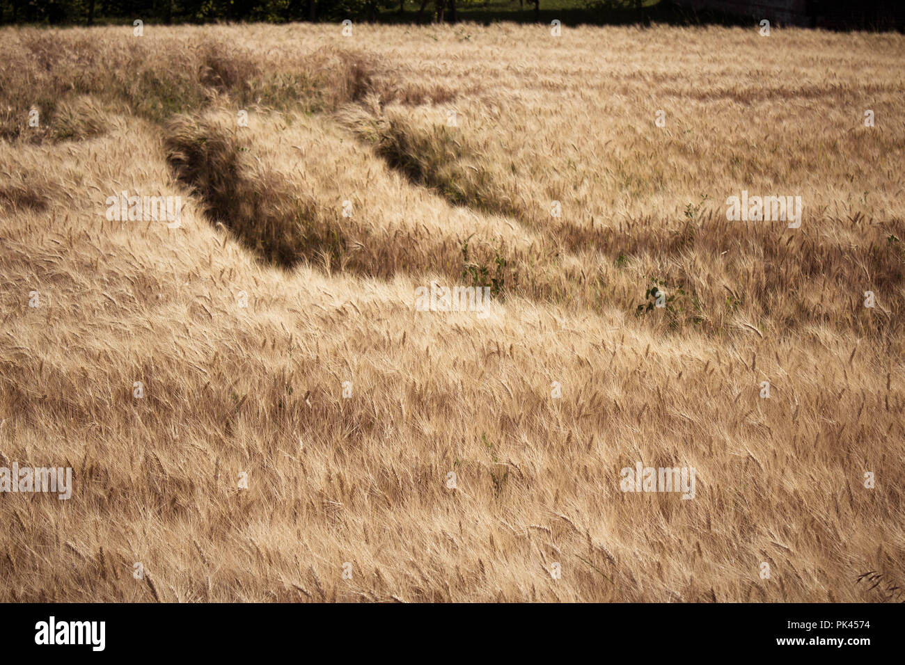Fields of wheat in Italy Stock Photo