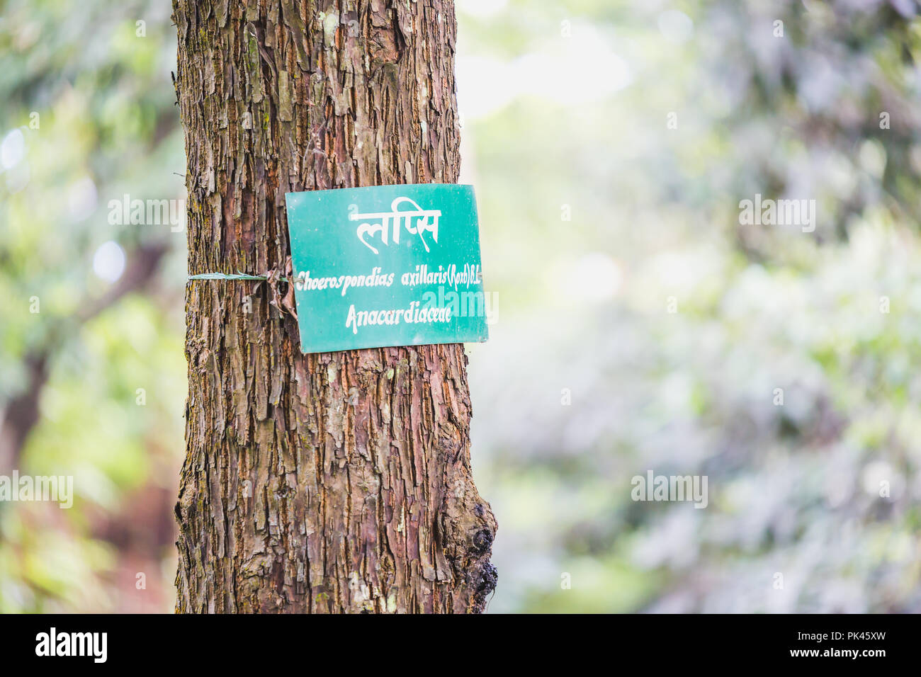 Old Tree with name plate in the park. Tree naming concept. Stock Photo