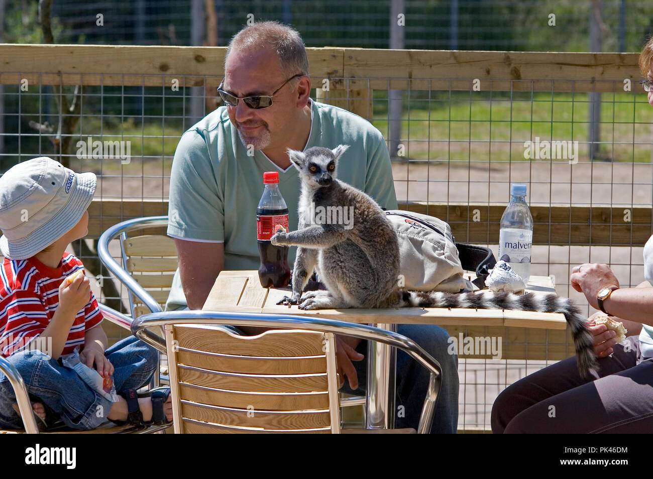 Lemur sharing lunch with a family at a Wildlife Park Stock Photo