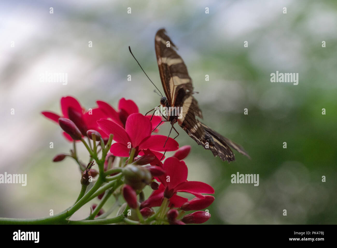 awesome shot of a butterfly drinking nectar Stock Photo Alamy