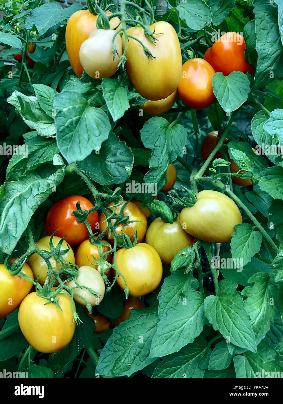 Tomato plant in a greenhouse farm or garden as a health food ingredient as an antioxidant with lycopene fruit or culinary vegetable. Stock Photo