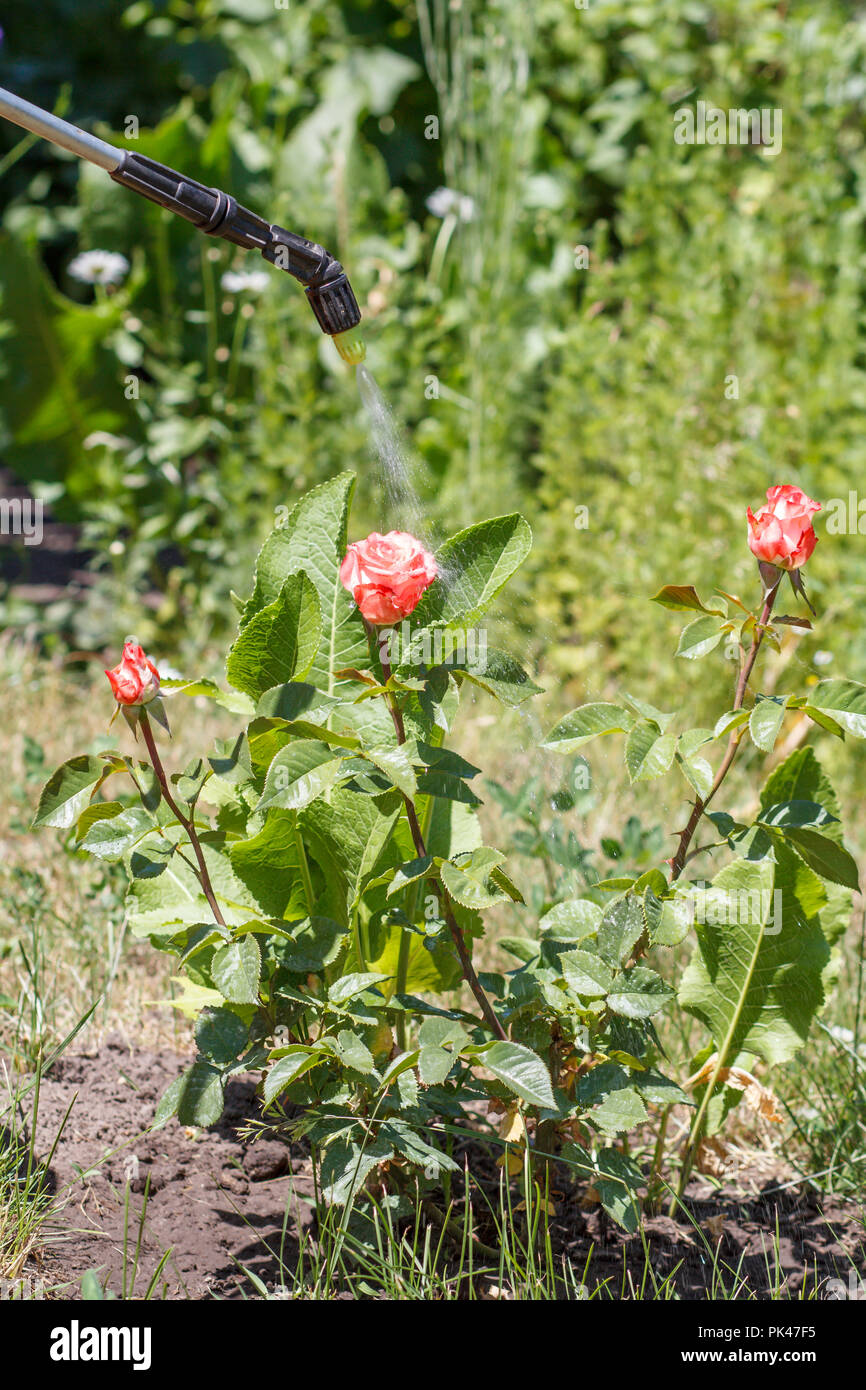 Sprinkling of rose bushes. Protecting rose plants from fungal disease