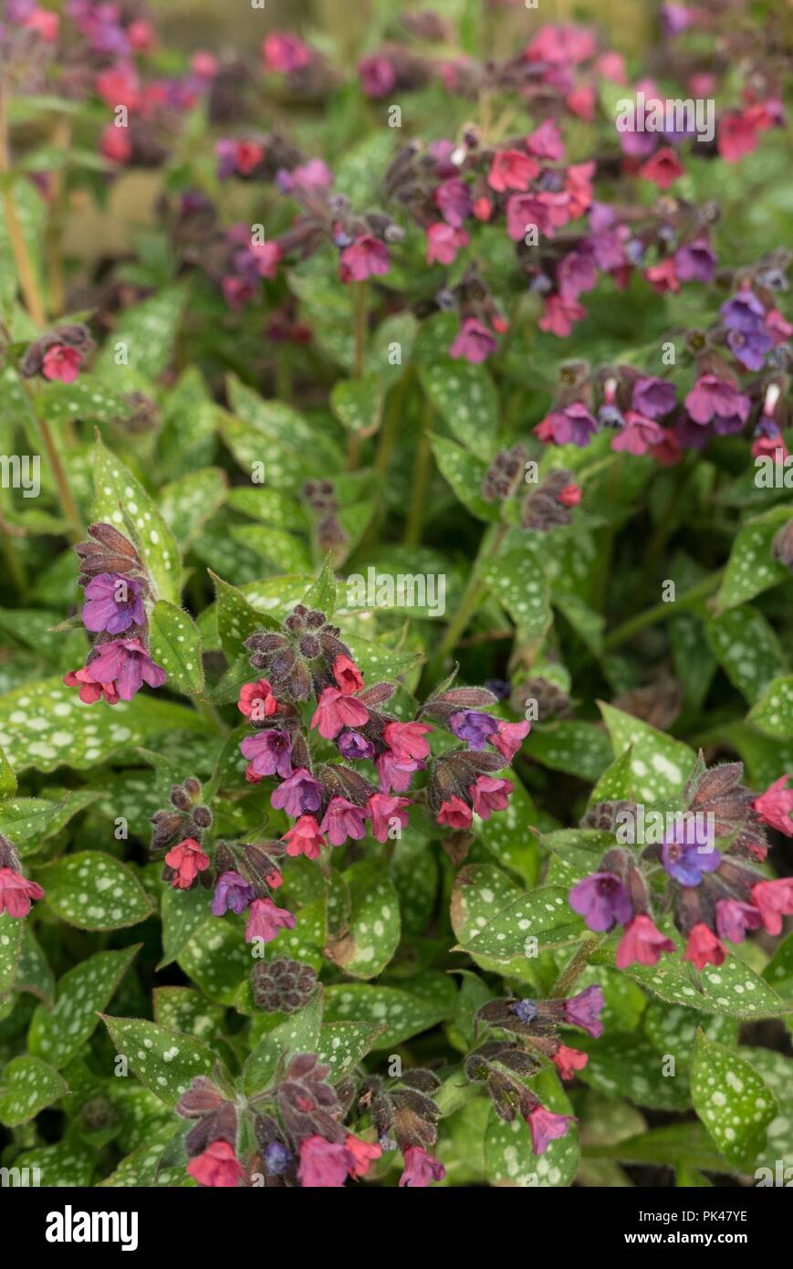 Pulmonaria 'victorian brooch'. lungwort ' Stock Photo