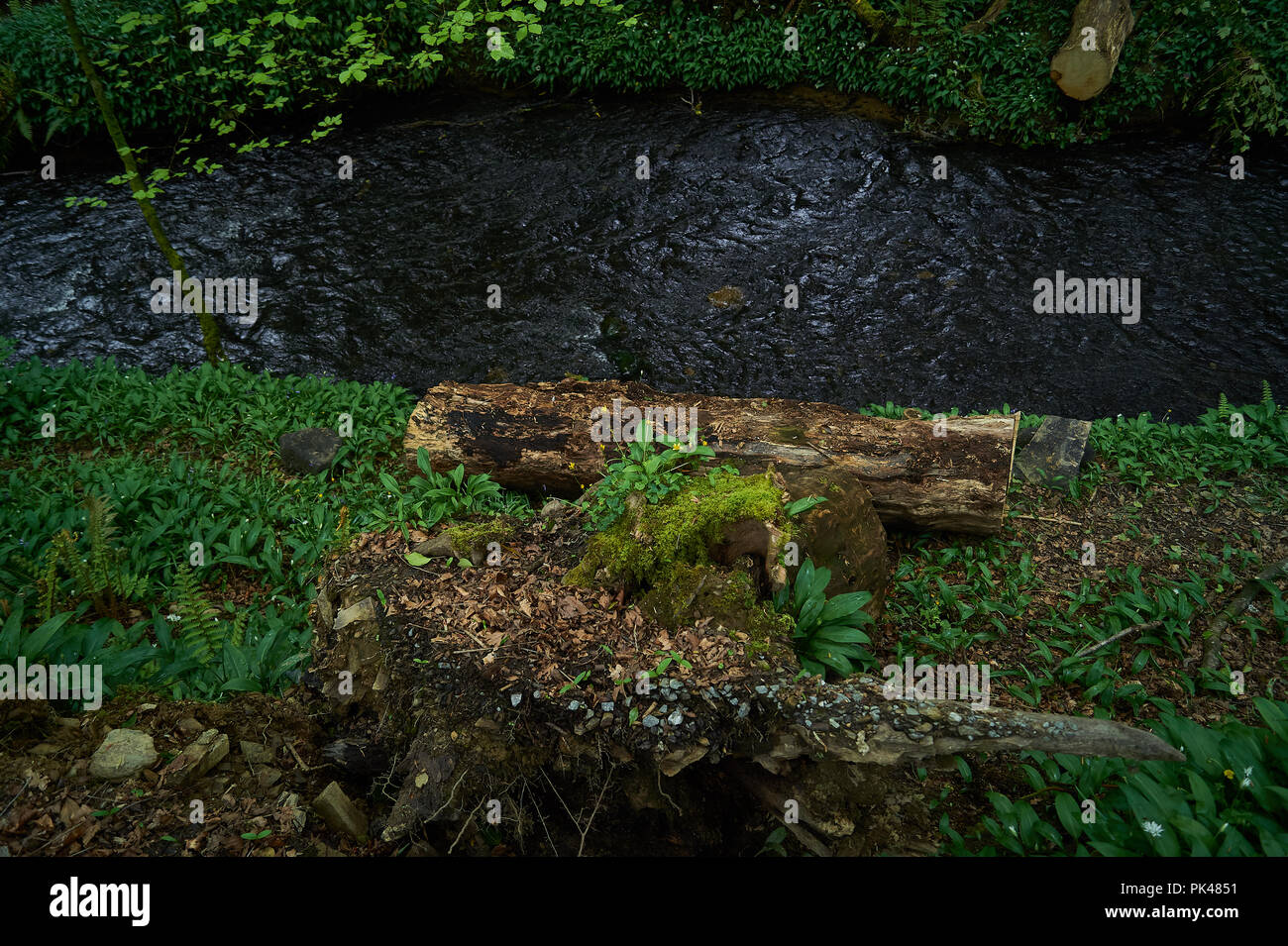 Green forest blue river hi-res stock photography and images - Alamy