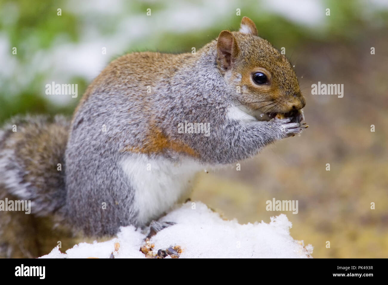 Western Grey Squirrel eating seeds near snowcovered grass Stock Photo Alamy