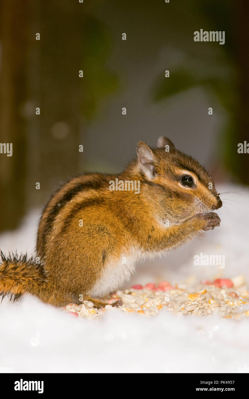 Yellow-pine Chipmunk (Eutamias amoenus) eating bird seed in the snow Stock Photo