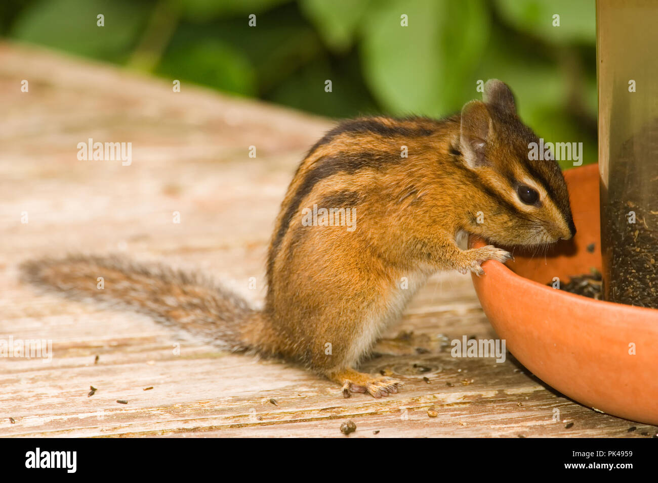 Yellow-pine Chipmunk eating nijer seed from a bird feeder sitting on a wooden deck Stock Photo