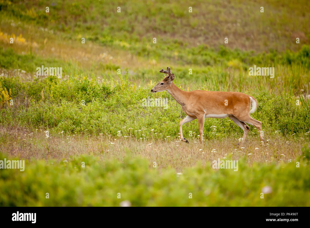 Deer running fast hires stock photography and images Alamy