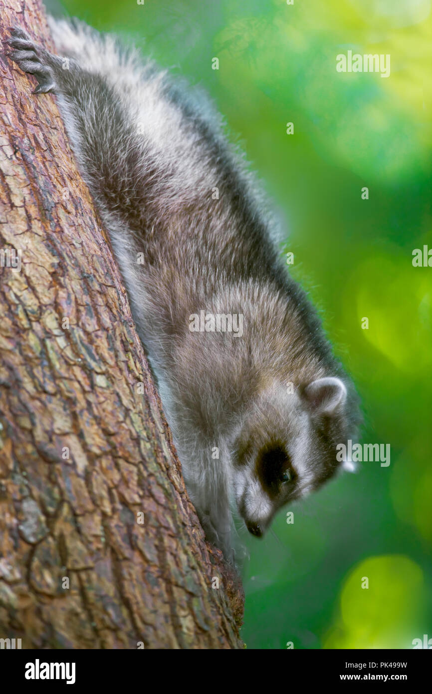 Juvenile raccoon climbing down a tree at its mother's calling. Stock Photo