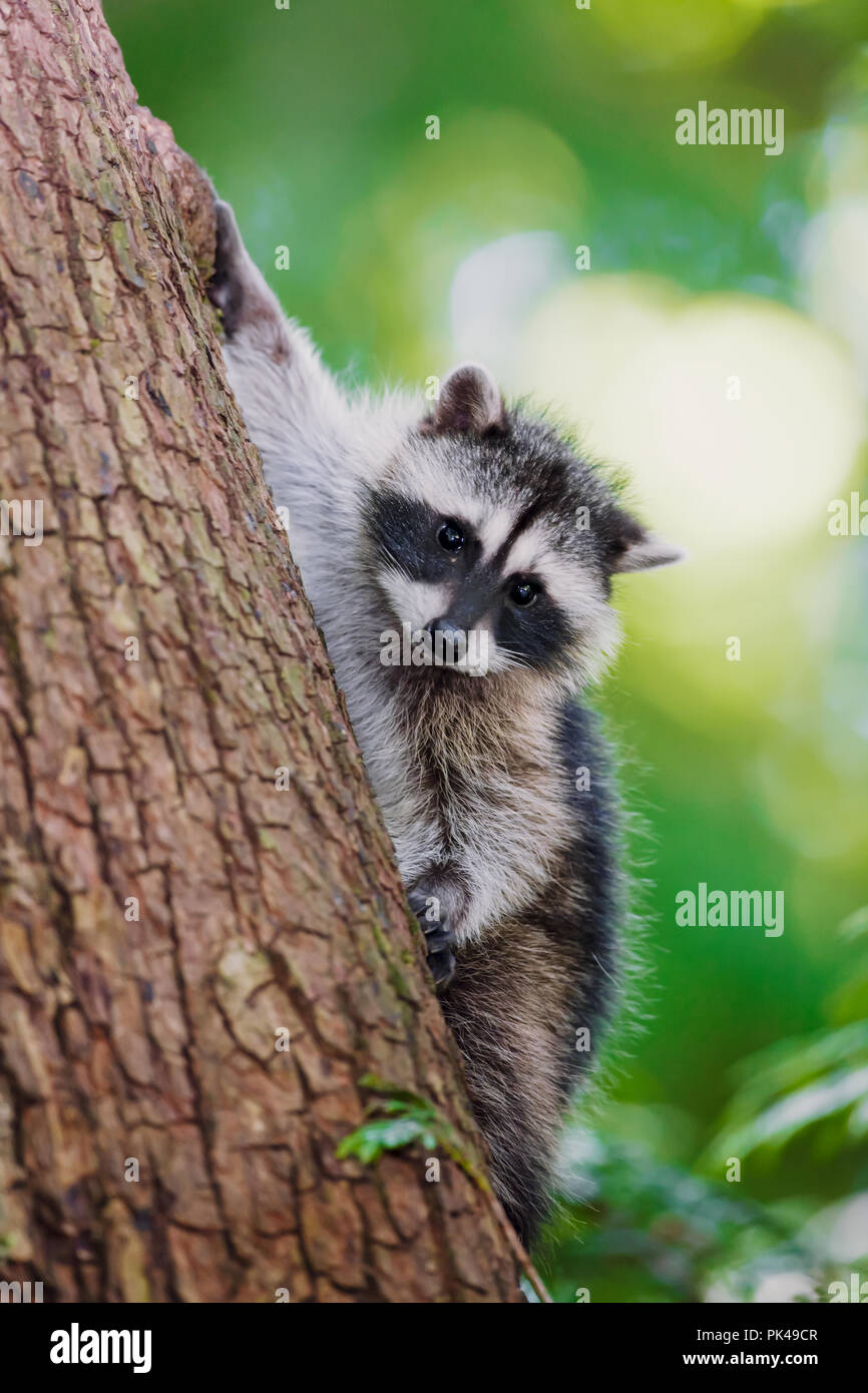 Juvenile raccoon climbing down a tree at its mother's calling. Stock Photo