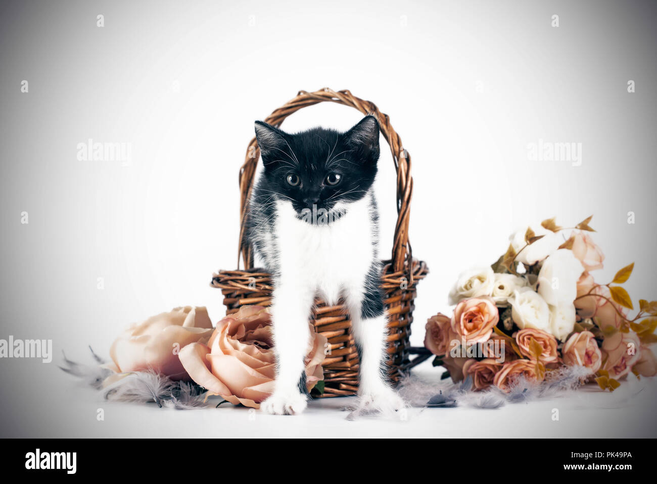 Cute little kitten in basket with flowers Stock Photo - Alamy