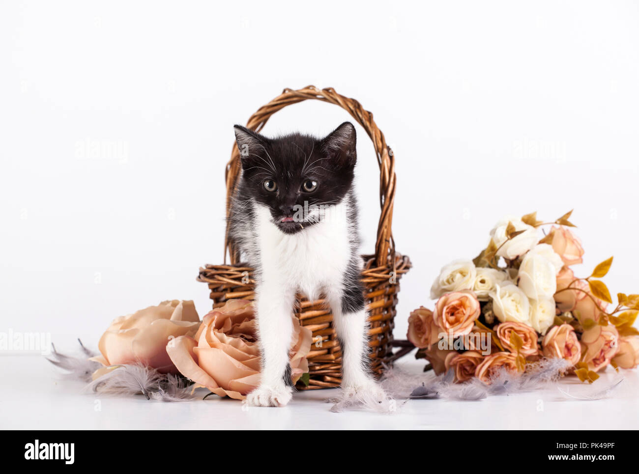 Cute little kitten in basket with flowers Stock Photo - Alamy